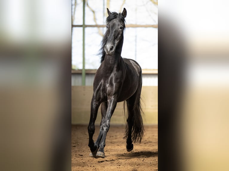 PRE Mestizo Caballo castrado 5 años 165 cm Tordillo negro in Langeln