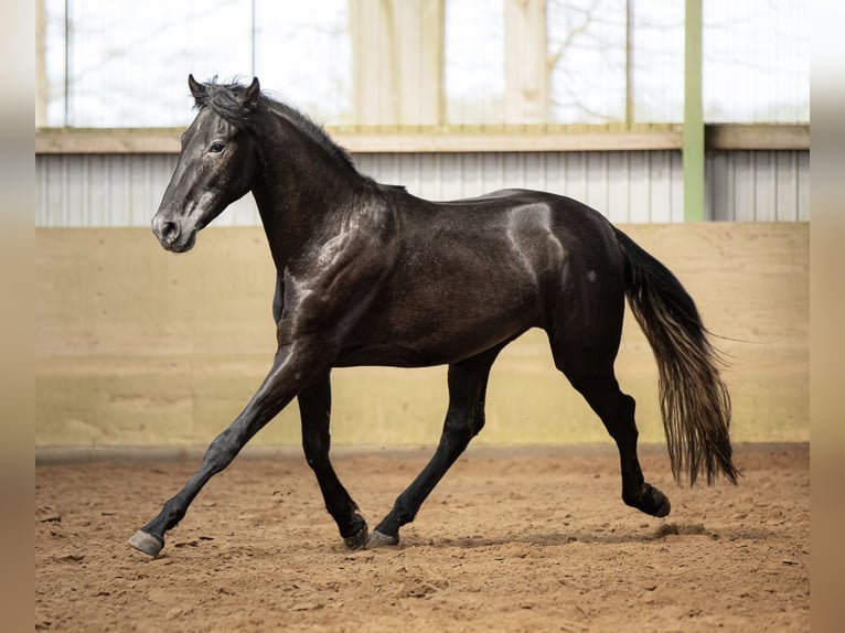 PRE Mestizo Caballo castrado 5 años 165 cm Tordillo negro in Langeln