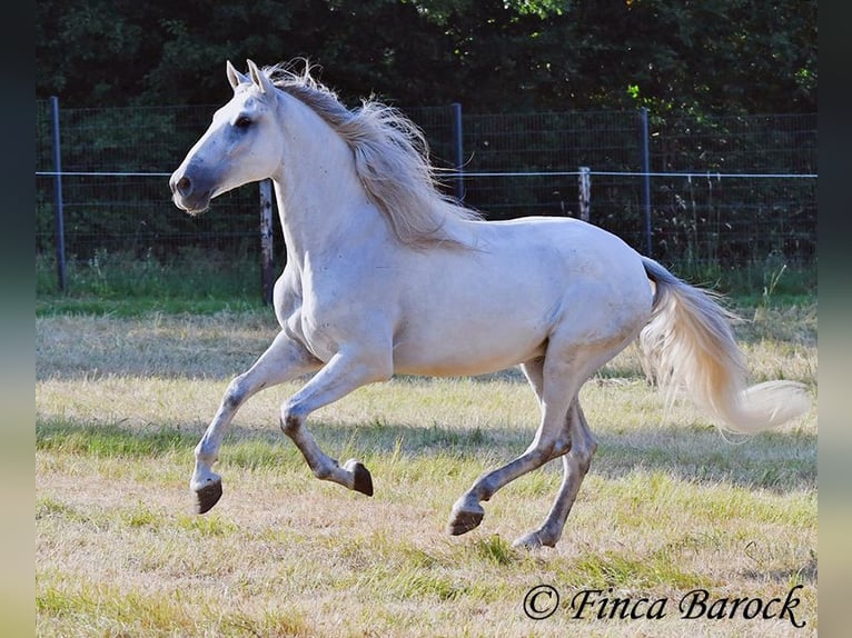 PRE Mestizo Caballo castrado 5 años 165 cm Tordo in Wiebelsheim