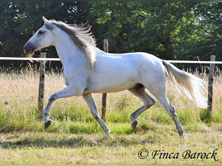 PRE Mestizo Caballo castrado 5 años 165 cm Tordo in Wiebelsheim