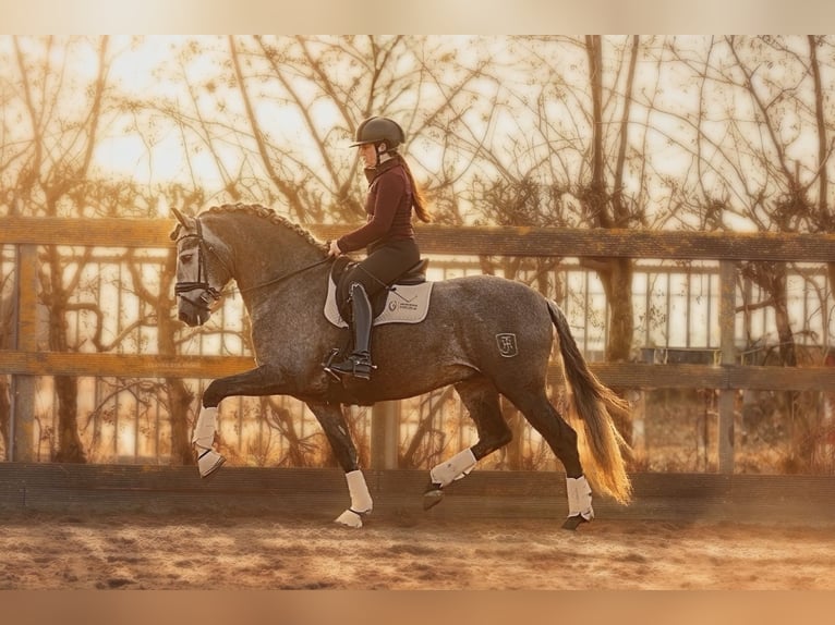 PRE Mestizo Caballo castrado 5 años 165 cm Tordo in Grebenhain