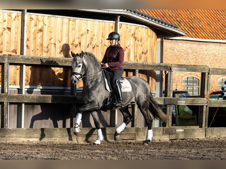 PRE Mestizo Caballo castrado 5 años 165 cm Tordo in Grebenhain