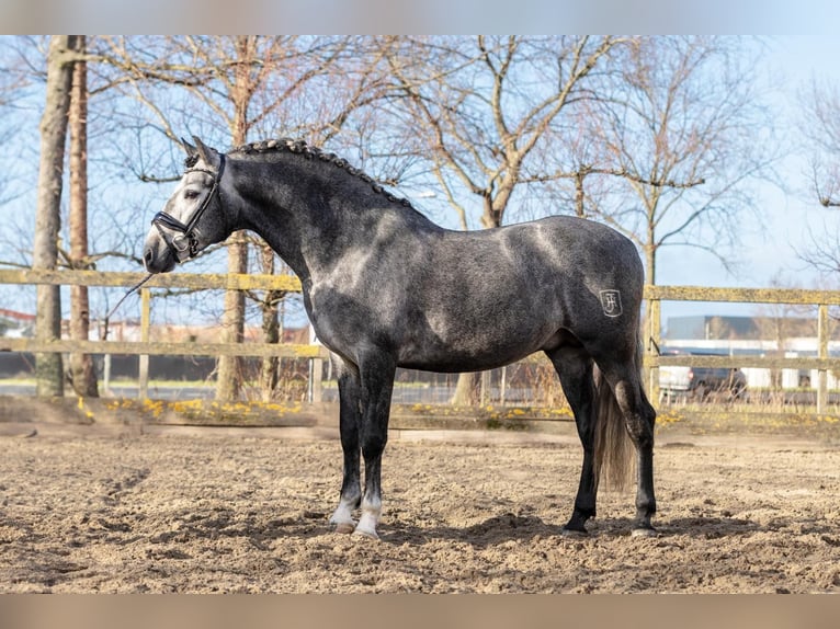 PRE Mestizo Caballo castrado 5 años 165 cm Tordo in Grebenhain