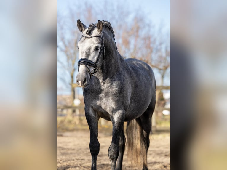 PRE Mestizo Caballo castrado 5 años 165 cm Tordo in Grebenhain