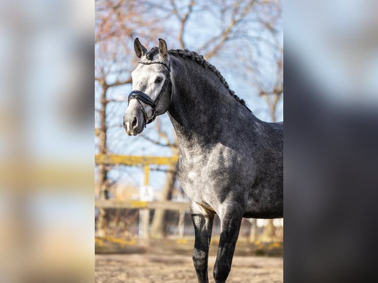 PRE Mestizo Caballo castrado 5 años 165 cm Tordo in Grebenhain