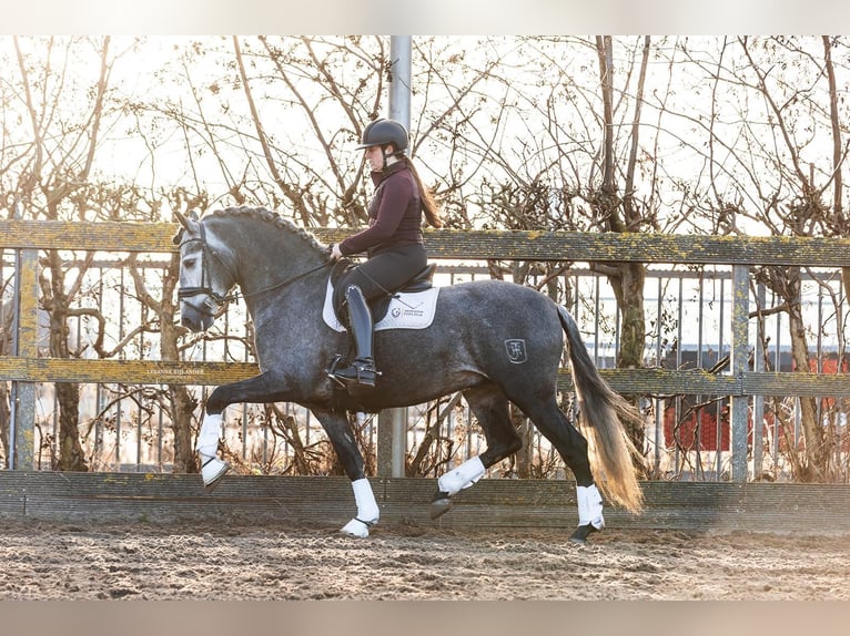 PRE Mestizo Caballo castrado 5 años 165 cm Tordo in Grebenhain