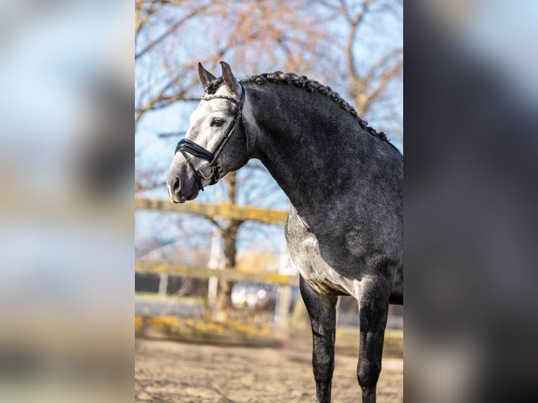 PRE Mestizo Caballo castrado 5 años 165 cm Tordo in Grebenhain