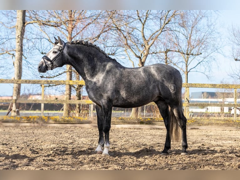 PRE Mestizo Caballo castrado 5 años 165 cm Tordo in Grebenhain