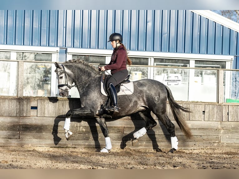 PRE Mestizo Caballo castrado 5 años 165 cm Tordo in Grebenhain