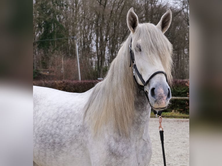 PRE Caballo castrado 5 años 165 cm Tordo in Neustadt (Wied)