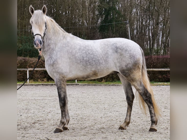 PRE Caballo castrado 5 años 165 cm Tordo in Neustadt (Wied)