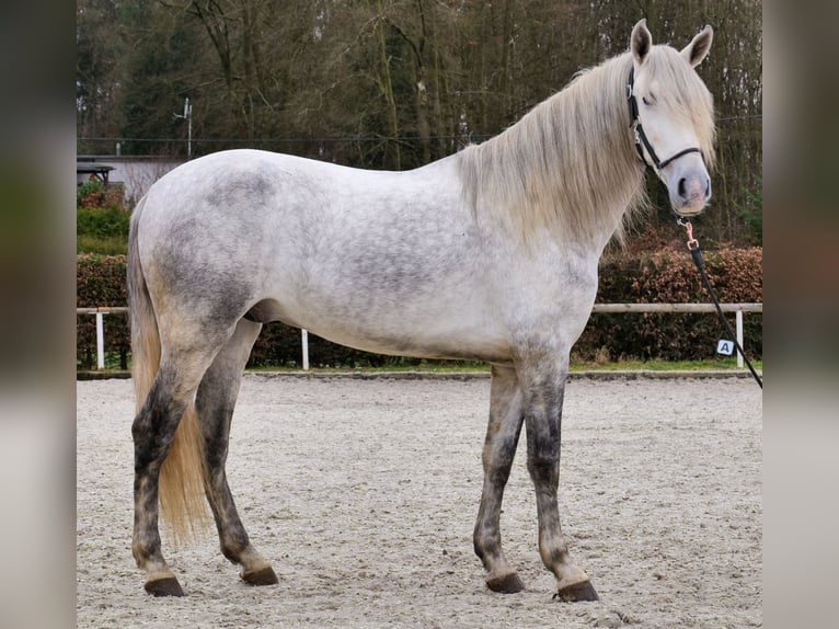 PRE Caballo castrado 5 años 165 cm Tordo in Neustadt (Wied)
