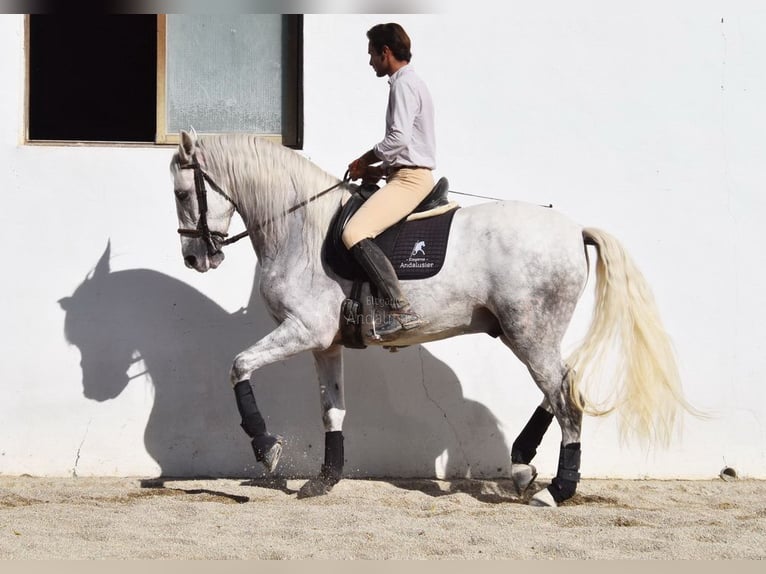 PRE Caballo castrado 5 años 165 cm Tordo in Provinz Granada