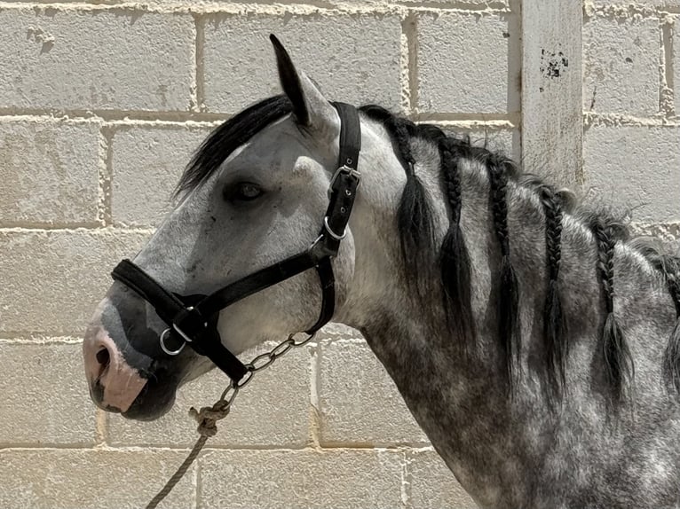 PRE Mestizo Caballo castrado 5 años 165 cm Tordo in Coín, Málaga