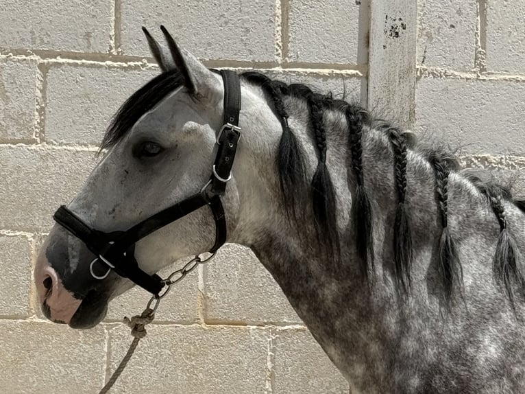 PRE Mestizo Caballo castrado 5 años 165 cm Tordo in Coín, Málaga