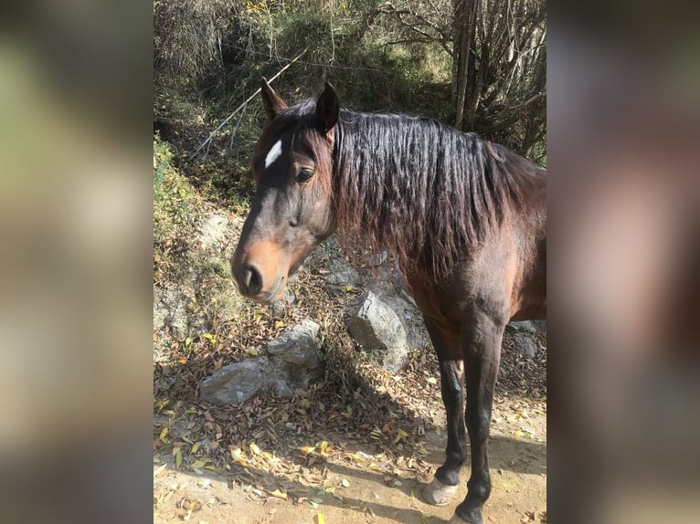 PRE Mestizo Caballo castrado 5 años 166 cm Castaño oscuro in Lobras