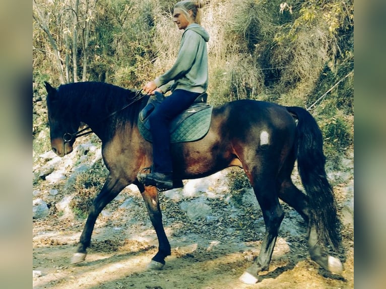 PRE Mestizo Caballo castrado 5 años 166 cm Castaño oscuro in Lobras