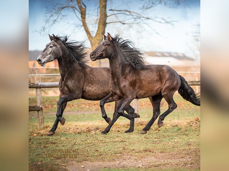 PRE Mestizo Caballo castrado 5 años 166 cm Tordillo negro in Traventhal