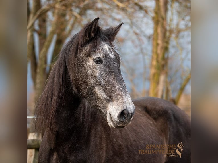 PRE Mestizo Caballo castrado 5 años 166 cm Tordillo negro in Traventhal