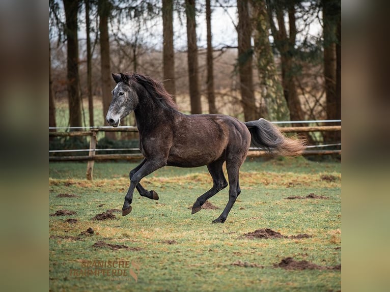 PRE Mestizo Caballo castrado 5 años 166 cm Tordillo negro in Traventhal