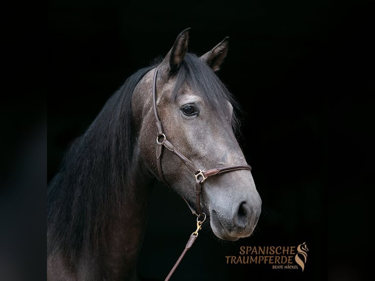 PRE Mestizo Caballo castrado 5 años 166 cm Tordillo negro in Traventhal