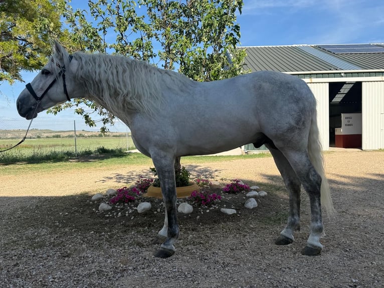 PRE Caballo castrado 5 años 166 cm Tordo in Getafe