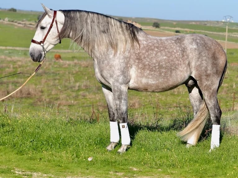 PRE Mestizo Caballo castrado 5 años 166 cm Tordo in Navas Del Madroño