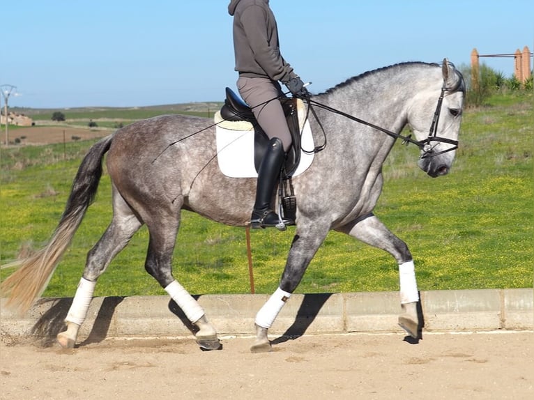 PRE Mestizo Caballo castrado 5 años 166 cm Tordo in Navas Del Madroño