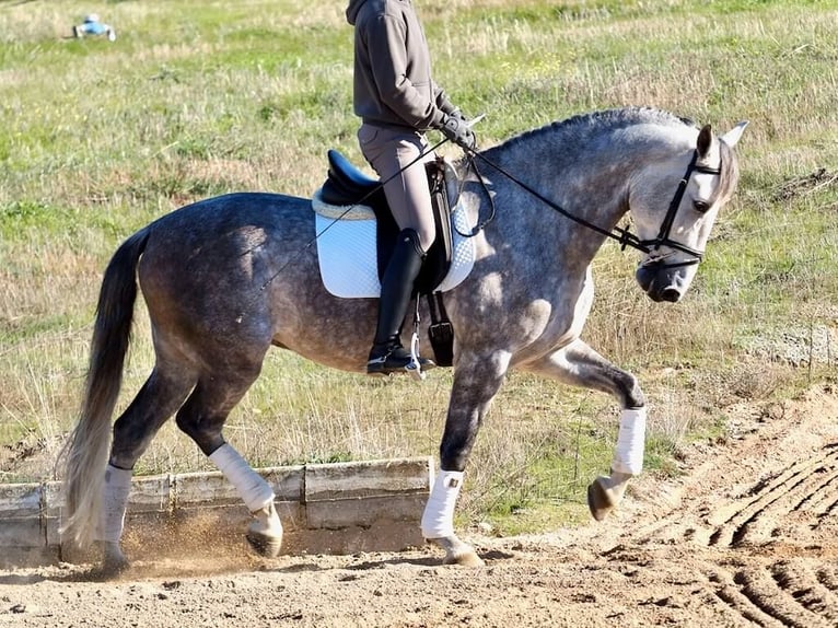 PRE Mestizo Caballo castrado 5 años 166 cm Tordo in Navas Del Madroño