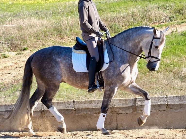 PRE Mestizo Caballo castrado 5 años 166 cm Tordo in Navas Del Madroño