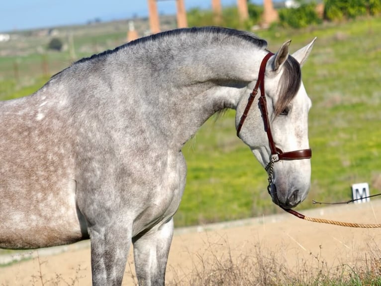 PRE Mestizo Caballo castrado 5 años 166 cm Tordo in Navas Del Madroño