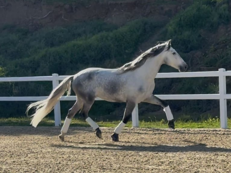 PRE Caballo castrado 5 años 166 cm Tordo in Coín, Málaga