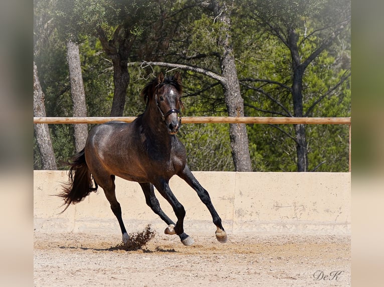 PRE Caballo castrado 5 años 166 cm Tordo in Manacor