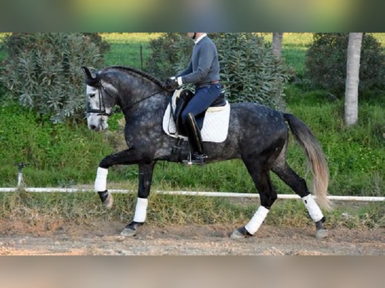 PRE Mestizo Caballo castrado 5 años 166 cm Tordo in Stahnsdorf