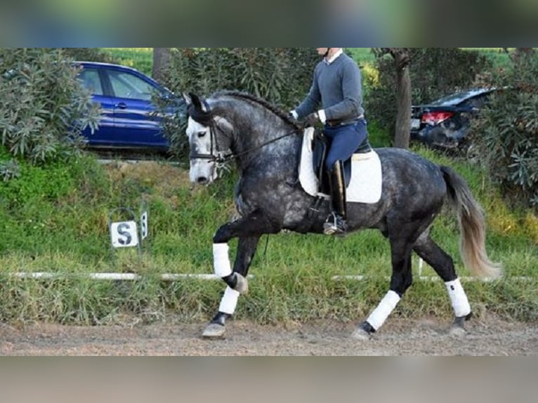 PRE Mestizo Caballo castrado 5 años 166 cm Tordo in Stahnsdorf