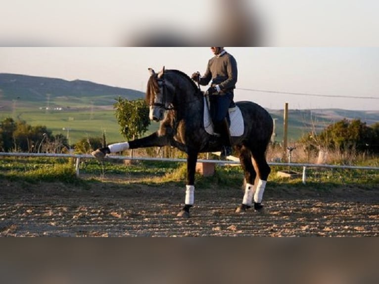 PRE Mestizo Caballo castrado 5 años 166 cm Tordo in Stahnsdorf