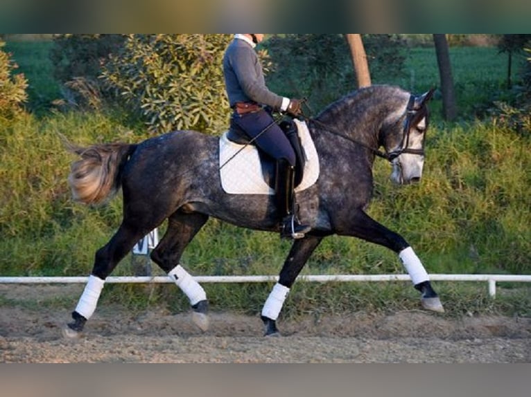 PRE Mestizo Caballo castrado 5 años 166 cm Tordo in Stahnsdorf