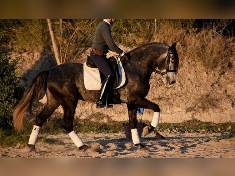 PRE Mestizo Caballo castrado 5 años 166 cm Tordo in Stahnsdorf