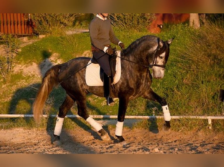 PRE Mestizo Caballo castrado 5 años 166 cm Tordo in Stahnsdorf