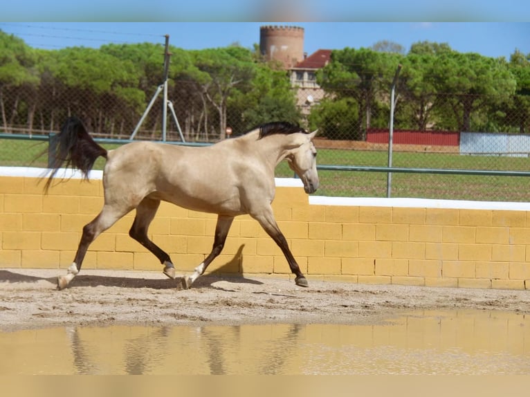 PRE Mestizo Caballo castrado 5 años 167 cm Bayo in Hamburg