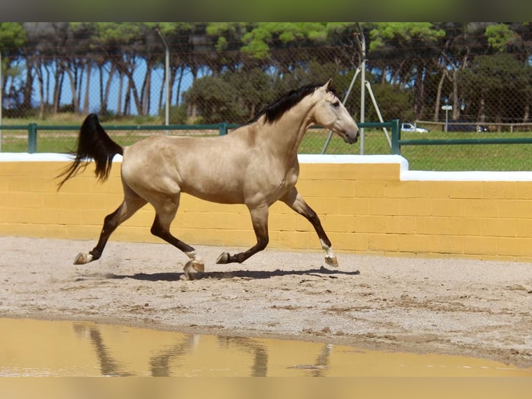 PRE Mestizo Caballo castrado 5 años 167 cm Bayo in Hamburg