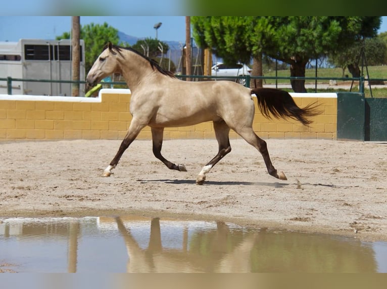 PRE Mestizo Caballo castrado 5 años 167 cm Bayo in Hamburg