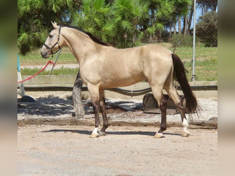 PRE Mestizo Caballo castrado 5 años 167 cm Bayo in Hamburg