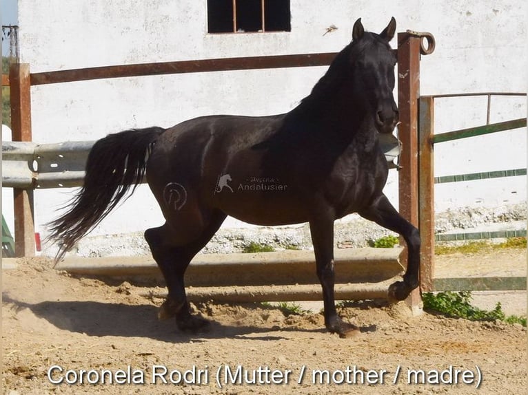 PRE Caballo castrado 5 años 167 cm Castaño in Provinz Cordoba