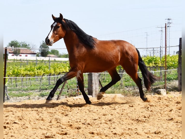 PRE Caballo castrado 5 años 167 cm Castaño in Provinz Cordoba