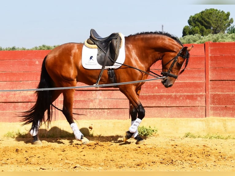 PRE Caballo castrado 5 años 167 cm Castaño in Provinz Cordoba