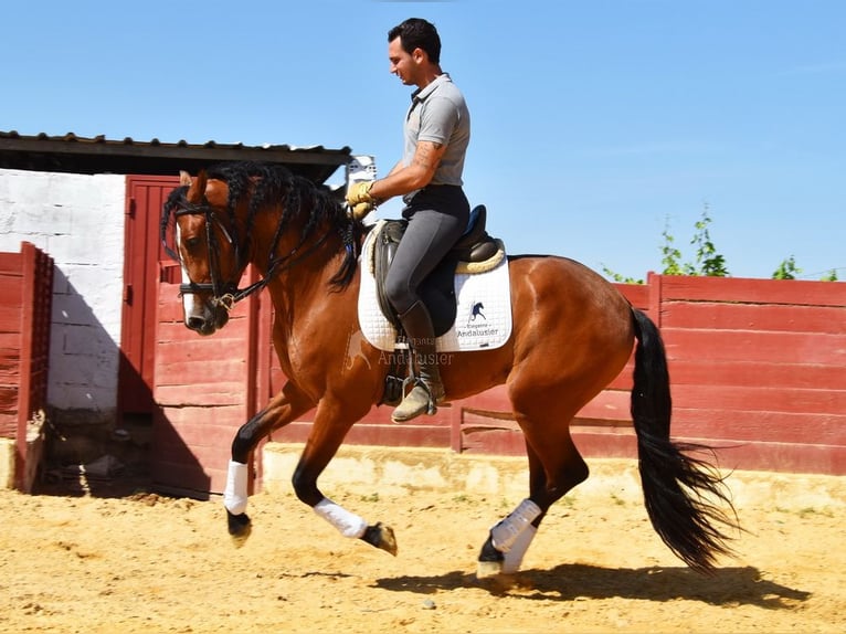 PRE Caballo castrado 5 años 167 cm Castaño in Provinz Cordoba