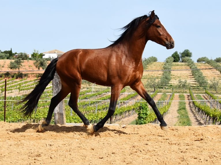 PRE Caballo castrado 5 años 167 cm Castaño in Provinz Cordoba