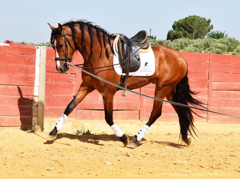 PRE Caballo castrado 5 años 167 cm Castaño in Provinz Cordoba