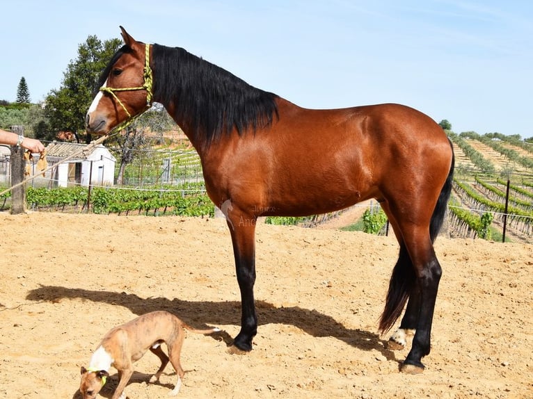 PRE Caballo castrado 5 años 167 cm Castaño in Provinz Cordoba